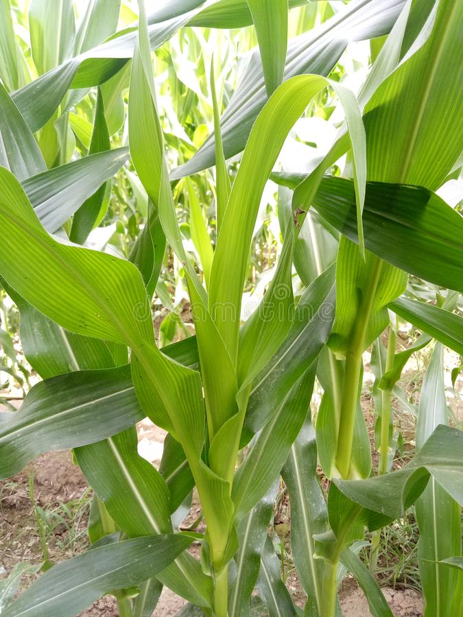 Detail Daun Zea Mays Nomer 47