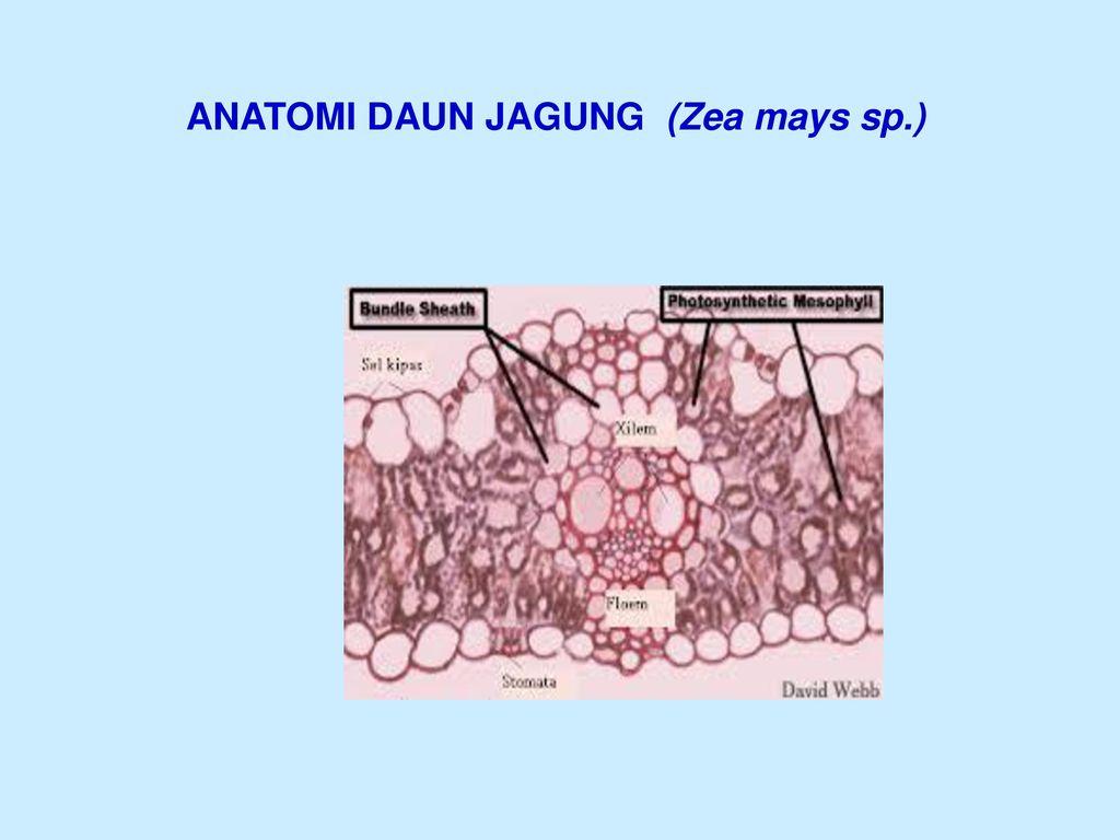 Detail Daun Zea Mays Nomer 5
