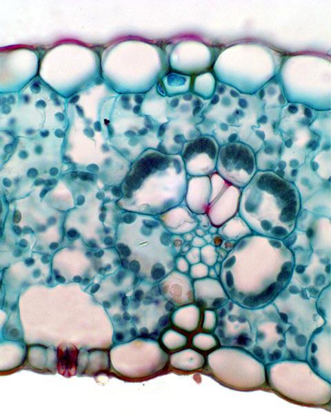 Detail Daun Zea Mays Nomer 6