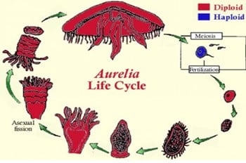 Detail Daur Hidup Aurelia Nomer 14