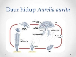 Detail Daur Hidup Aurelia Nomer 25