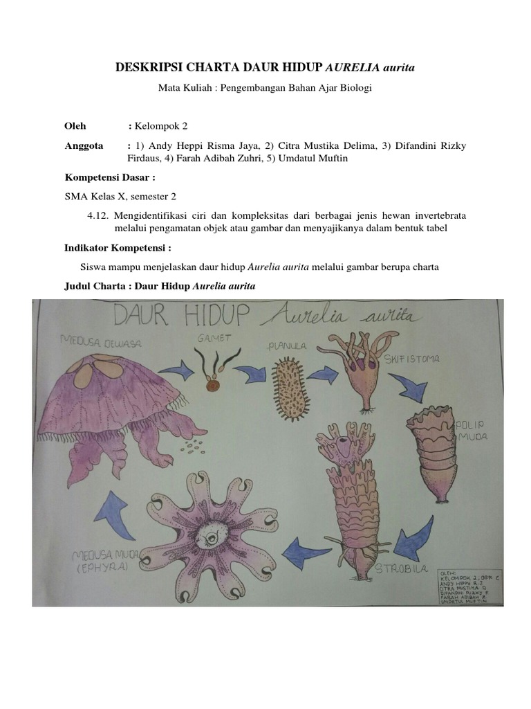 Detail Daur Hidup Aurelia Nomer 30