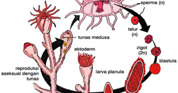 Detail Daur Hidup Aurelia Nomer 42