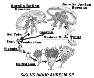 Detail Daur Hidup Aurelia Nomer 46