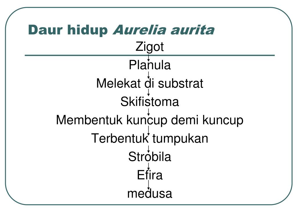 Detail Daur Hidup Aurelia Nomer 51