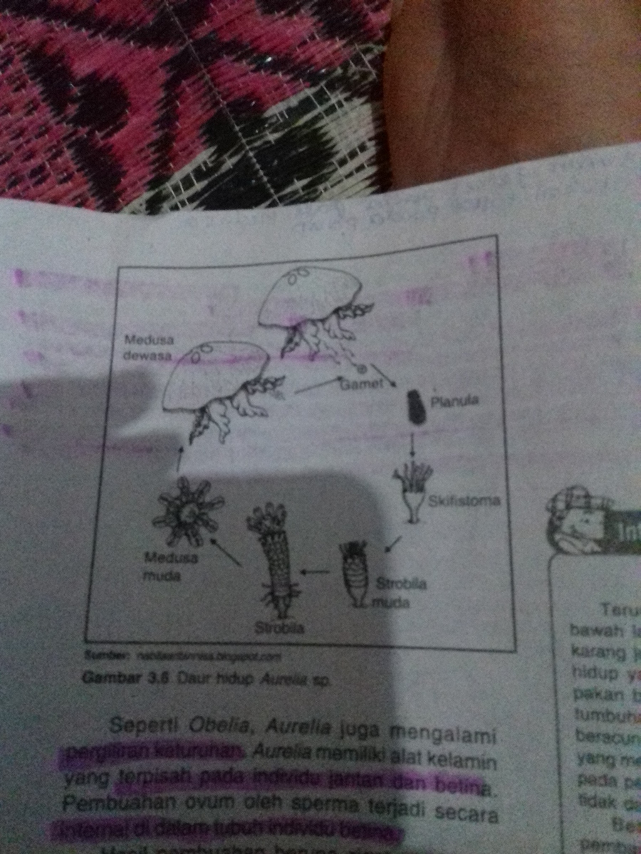 Detail Daur Hidup Aurelia Nomer 52