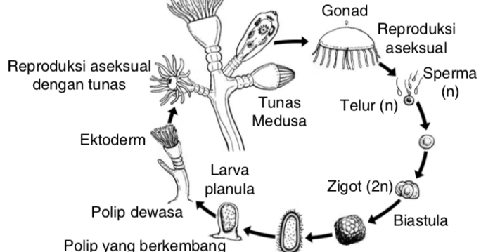 Detail Daur Hidup Aurelia Nomer 10