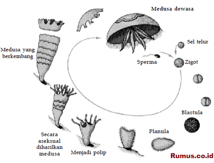 Detail Daur Hidup Aurelia Aurita Nomer 14