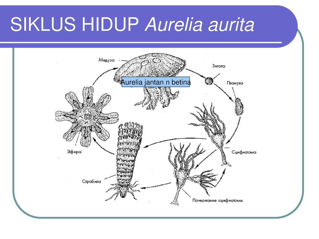 Detail Daur Hidup Aurelia Aurita Nomer 29