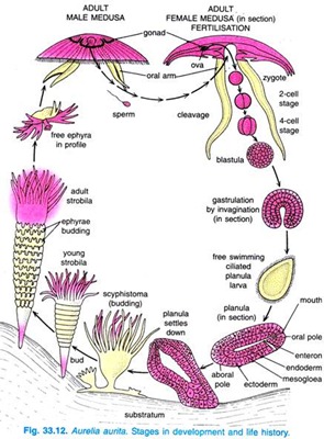 Detail Daur Hidup Aurelia Aurita Nomer 7