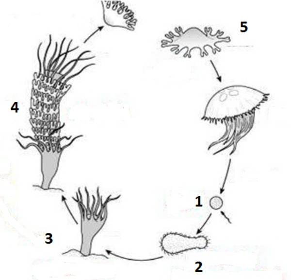 Detail Daur Hidup Ubur Ubur Aurelia Aurita Nomer 13