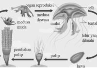 Detail Daur Hidup Ubur Ubur Aurelia Aurita Nomer 14