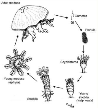 Detail Daur Hidup Ubur Ubur Aurelia Aurita Nomer 3