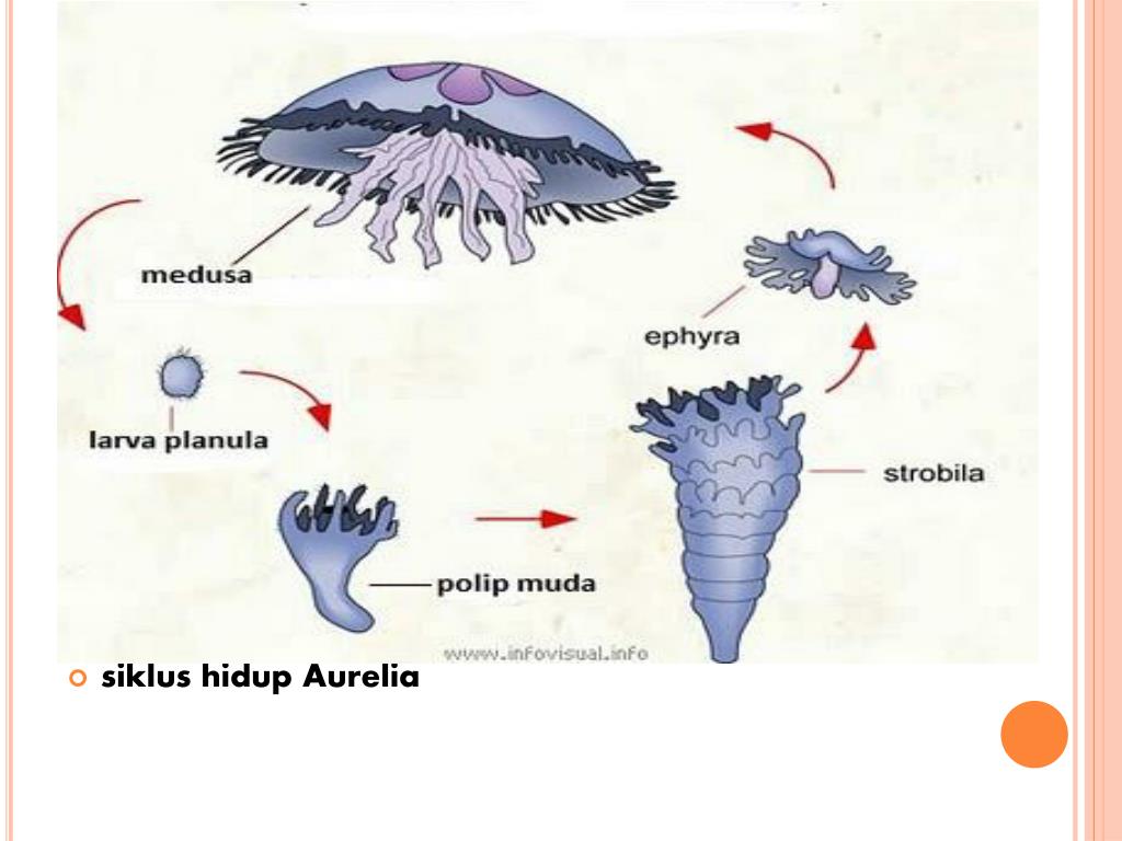 Detail Daur Hidup Ubur Ubur Aurelia Aurita Nomer 20