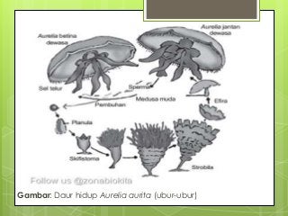 Detail Daur Hidup Ubur Ubur Aurelia Aurita Nomer 22