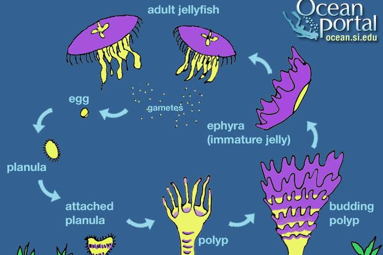 Detail Daur Hidup Ubur Ubur Aurelia Aurita Nomer 26