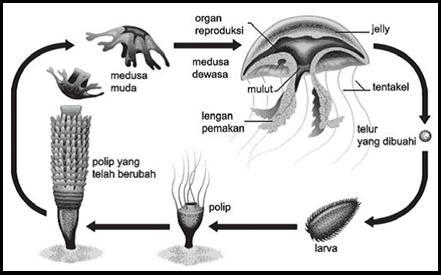 Detail Daur Hidup Ubur Ubur Aurelia Aurita Nomer 43