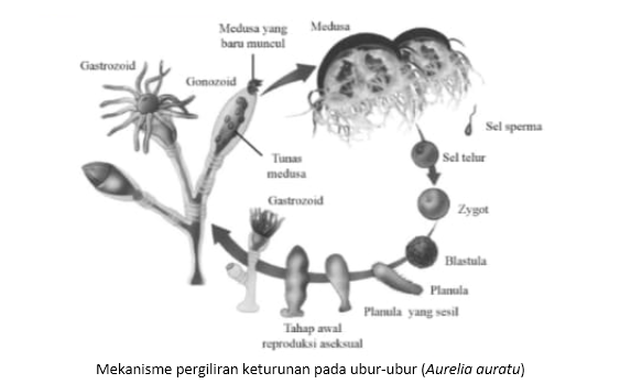Detail Daur Hidup Ubur Ubur Aurelia Aurita Nomer 51