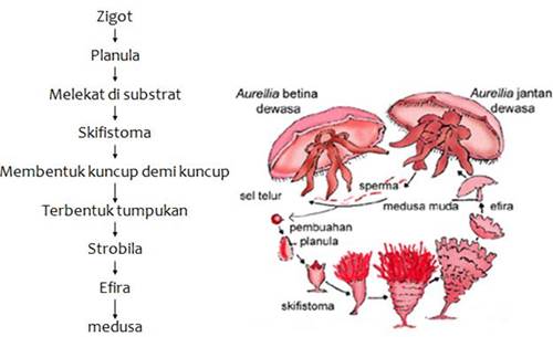 Detail Daur Hidup Ubur Ubur Aurelia Aurita Nomer 52