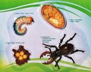 Detail Daur Ulang Kumbang Nomer 14