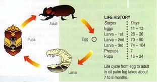 Detail Daur Ulang Kumbang Nomer 24