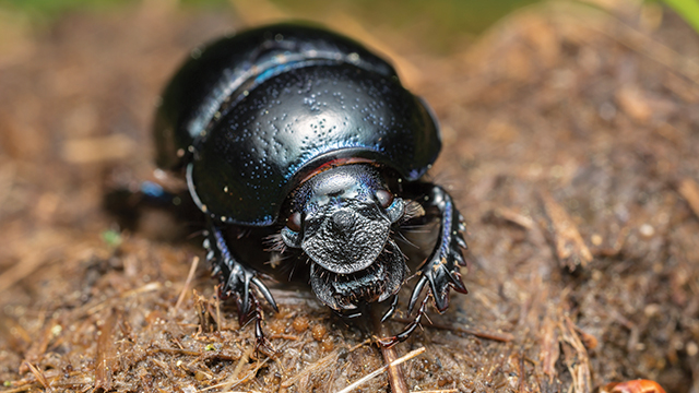 Detail Daur Ulang Kumbang Nomer 27