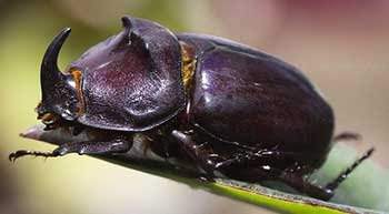 Detail Daur Ulang Kumbang Nomer 33