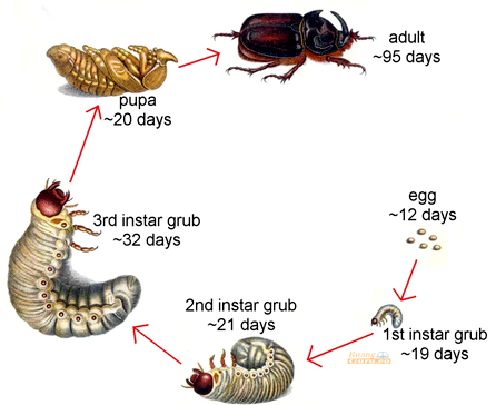 Detail Daur Ulang Kumbang Nomer 5