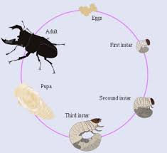 Detail Daur Ulang Kumbang Nomer 9