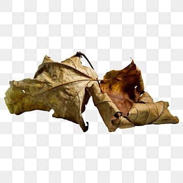 Detail Dead Leaf Png Nomer 3