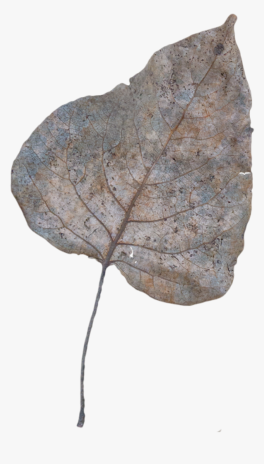 Detail Dead Leaf Png Nomer 4