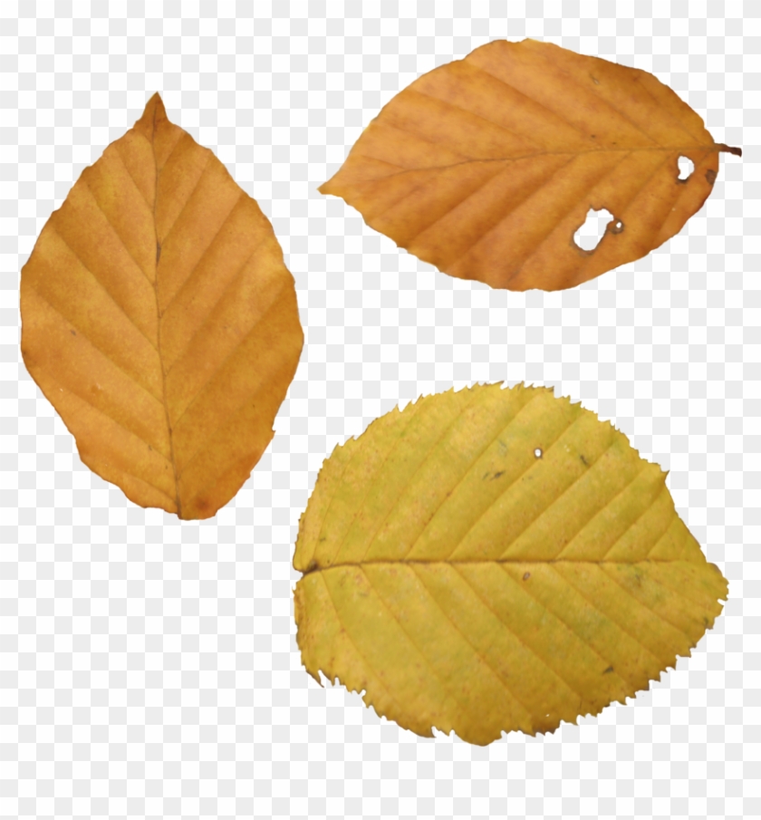 Detail Dead Leaf Png Nomer 7