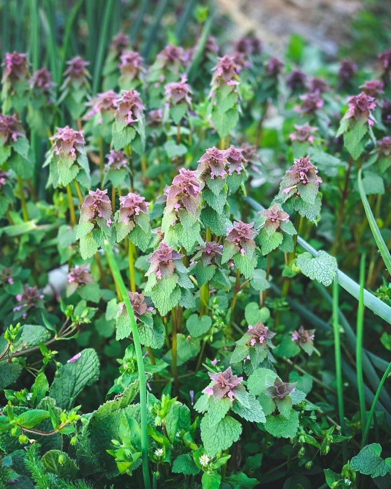 Detail Dead Nettle Image Nomer 2