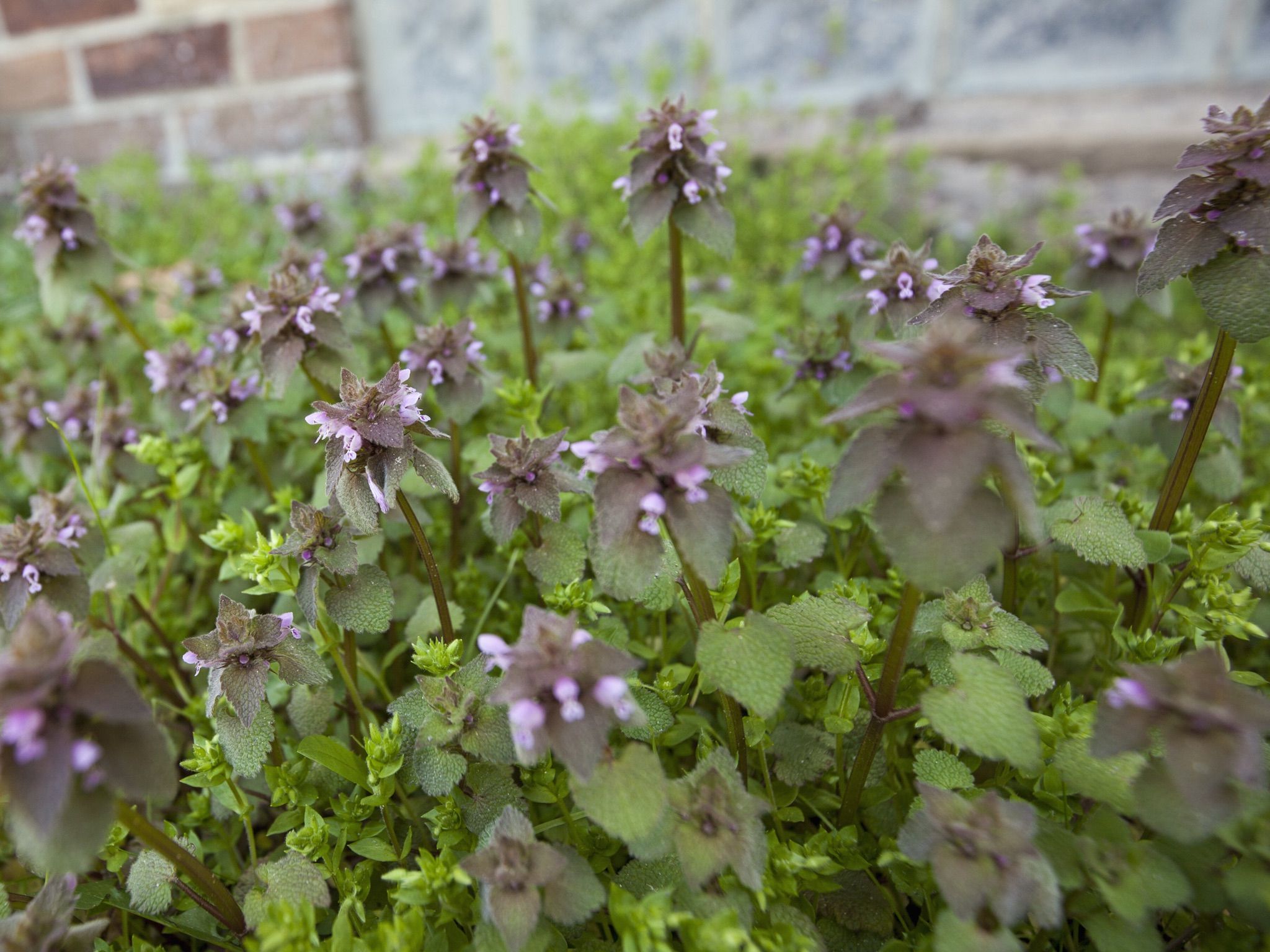 Detail Dead Nettle Image Nomer 11