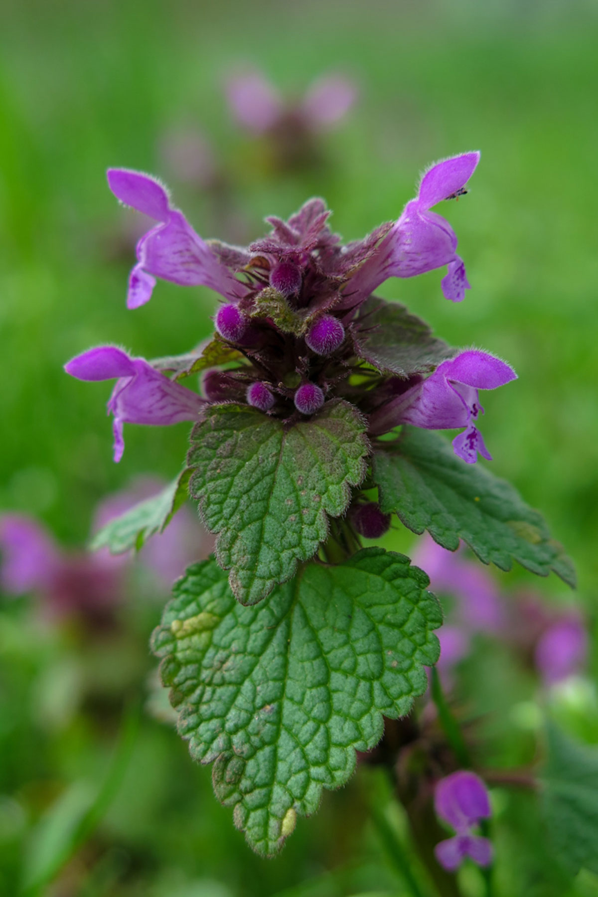 Detail Dead Nettle Image Nomer 18