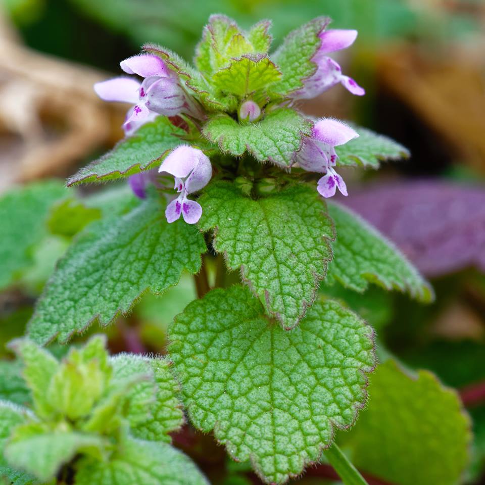 Detail Dead Nettle Image Nomer 19