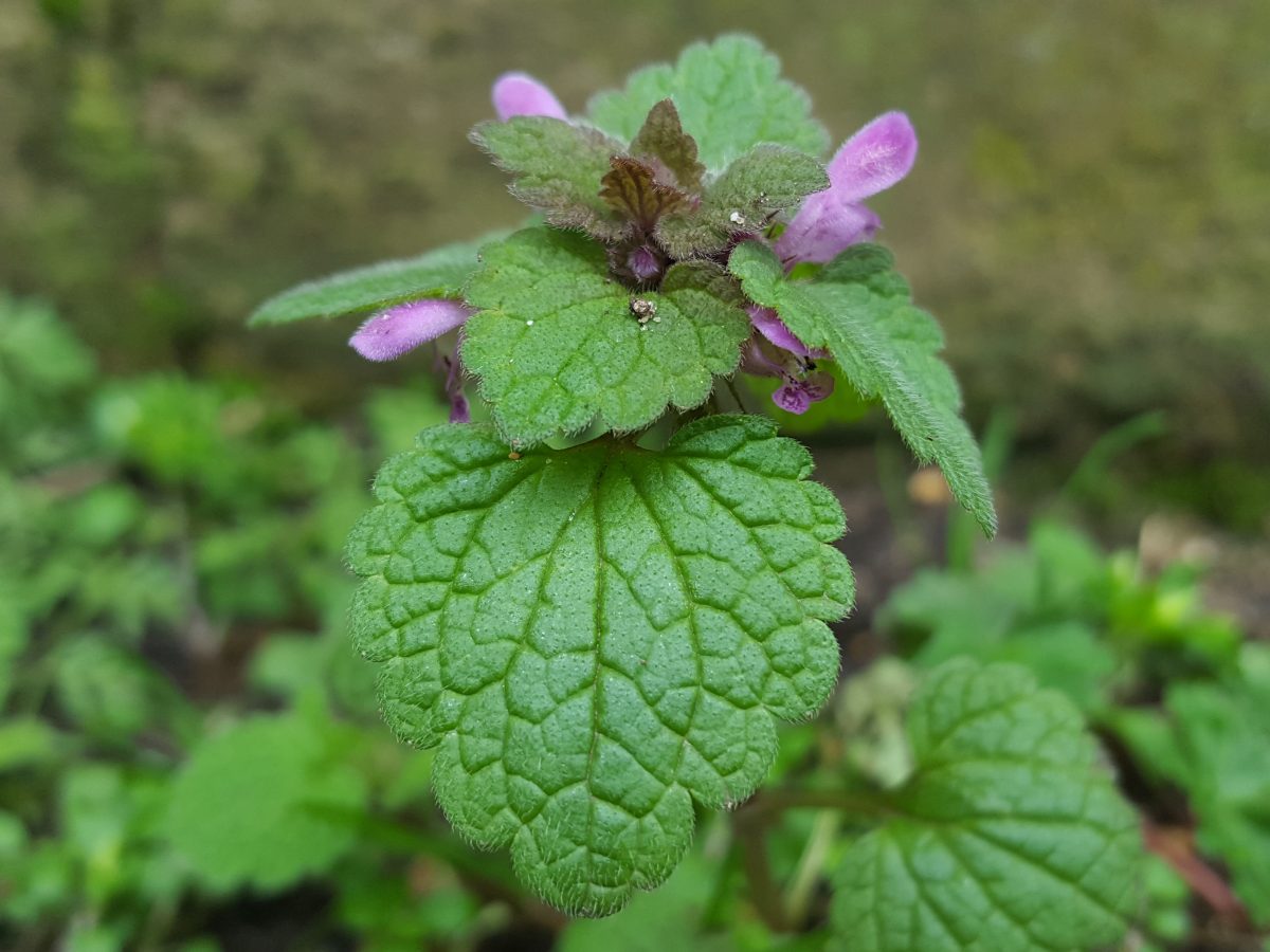 Detail Dead Nettle Image Nomer 3