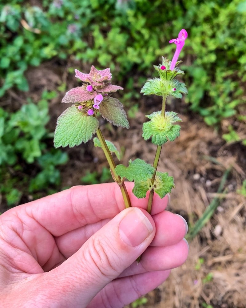 Detail Dead Nettle Image Nomer 20