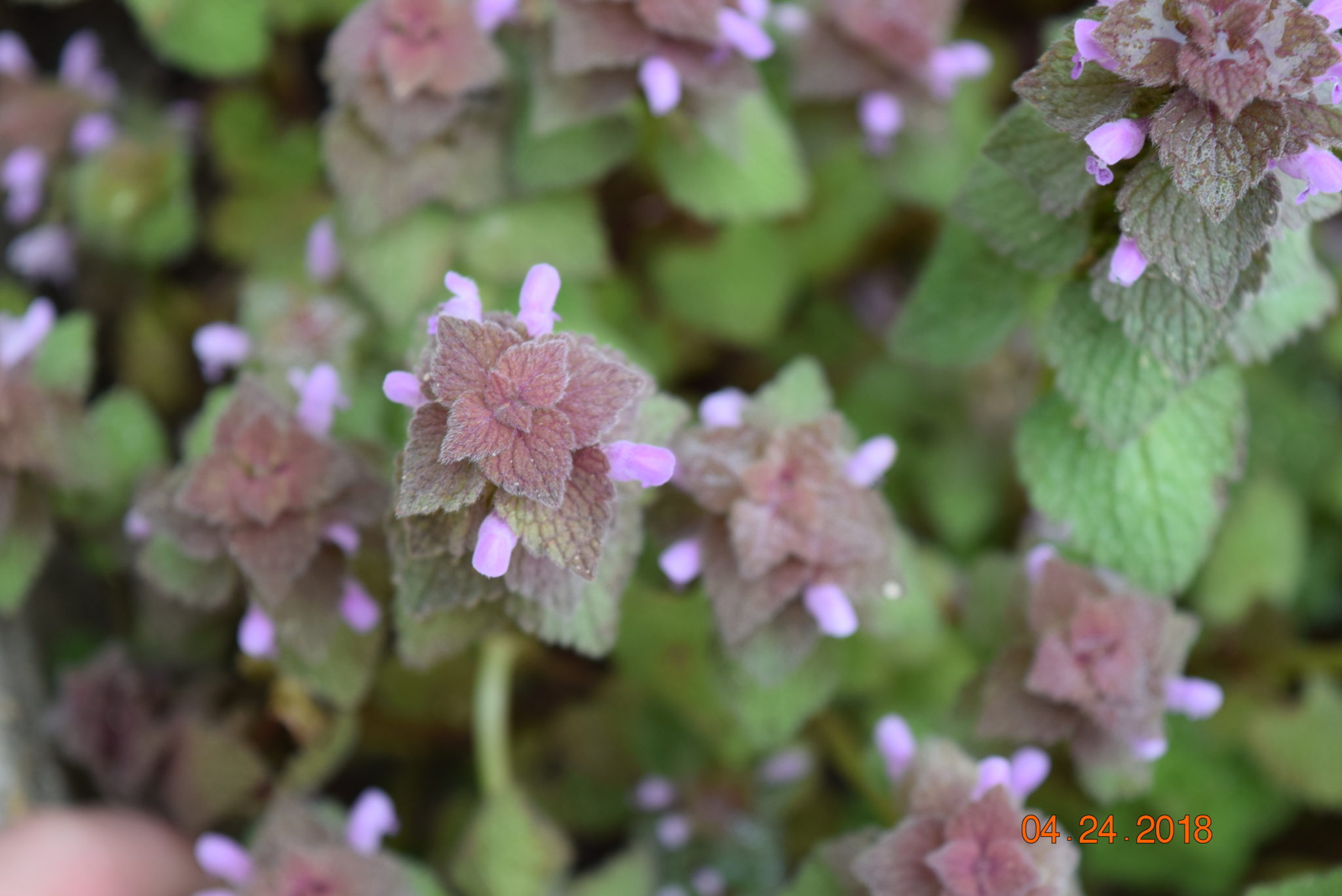 Detail Dead Nettle Image Nomer 22