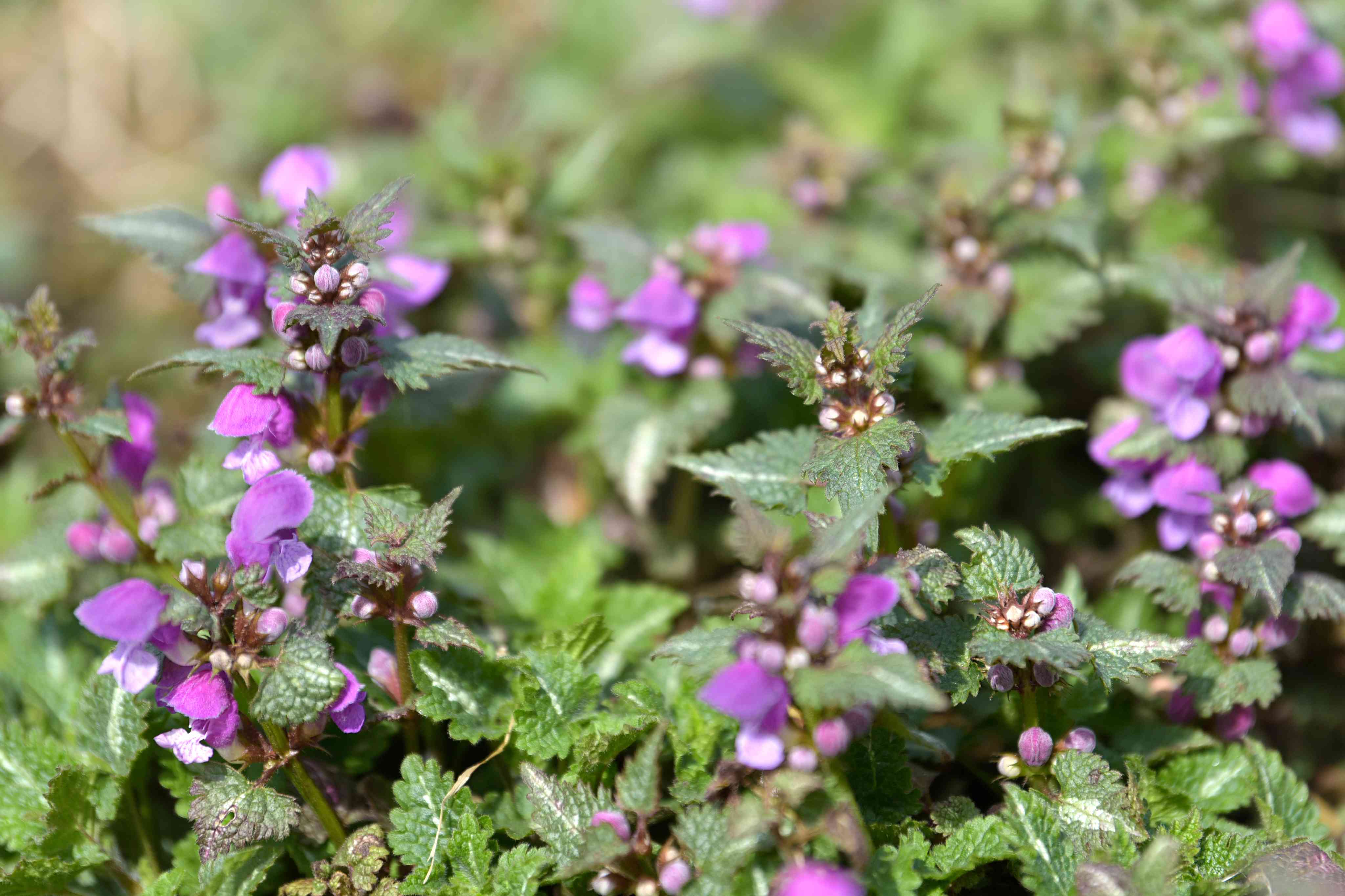 Detail Dead Nettle Image Nomer 23