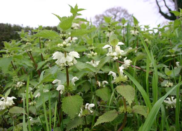 Detail Dead Nettle Image Nomer 29