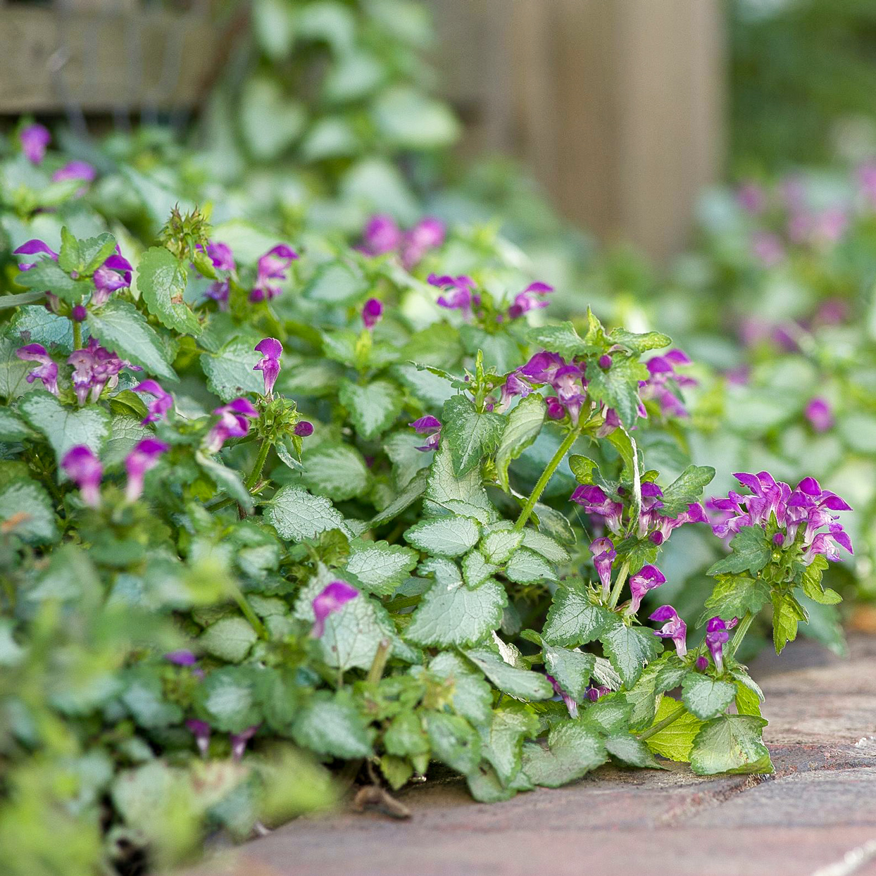 Detail Dead Nettle Image Nomer 30