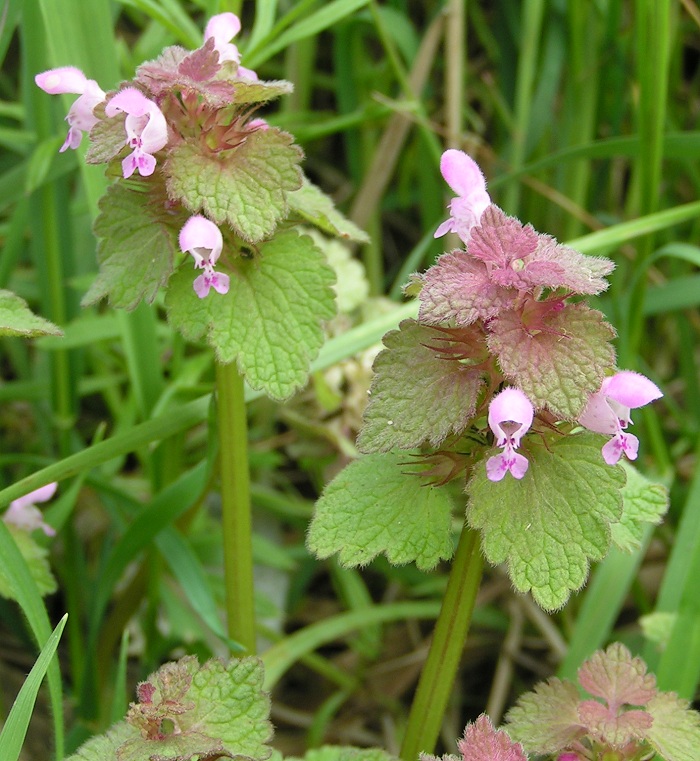 Detail Dead Nettle Image Nomer 36