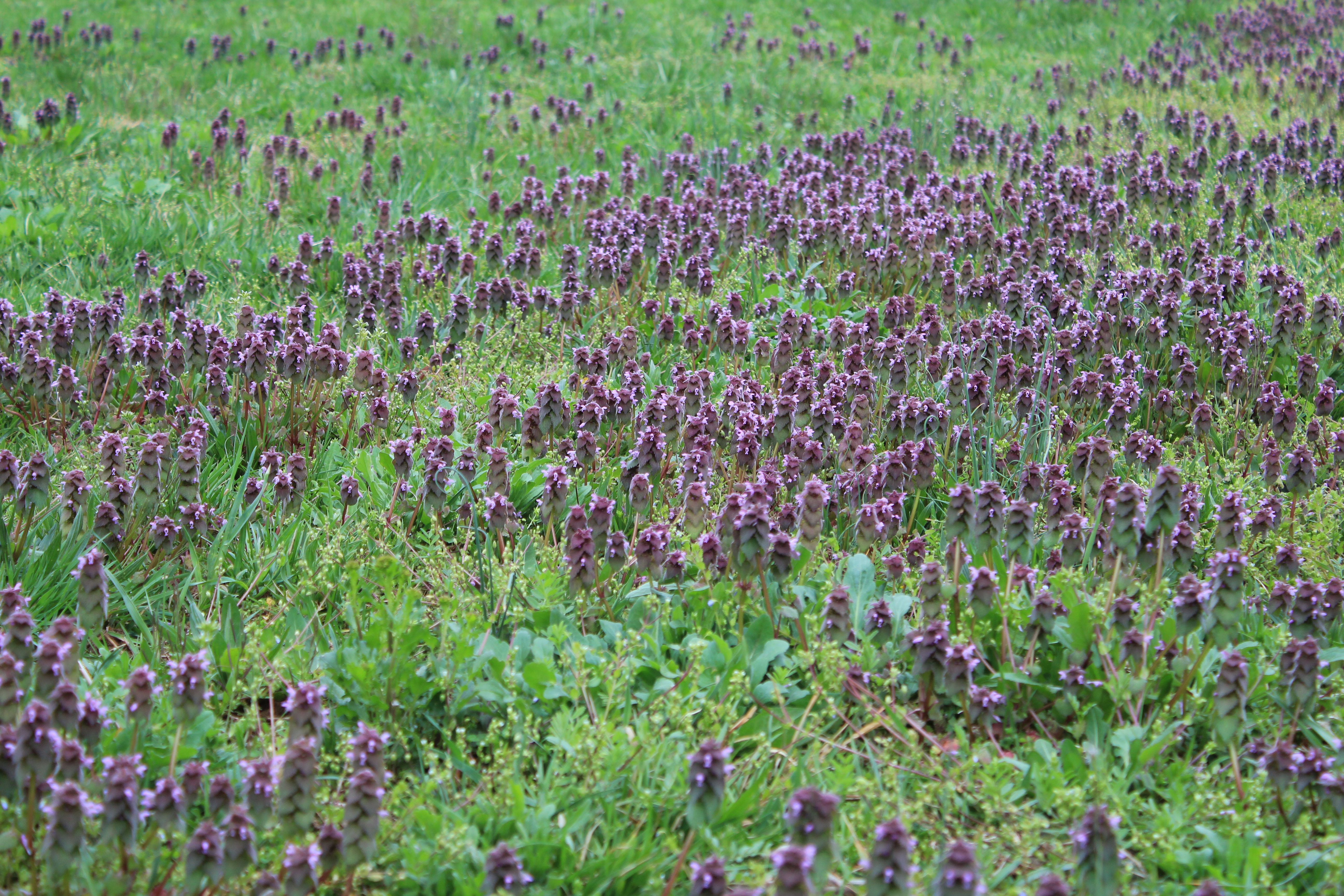 Detail Dead Nettle Image Nomer 38