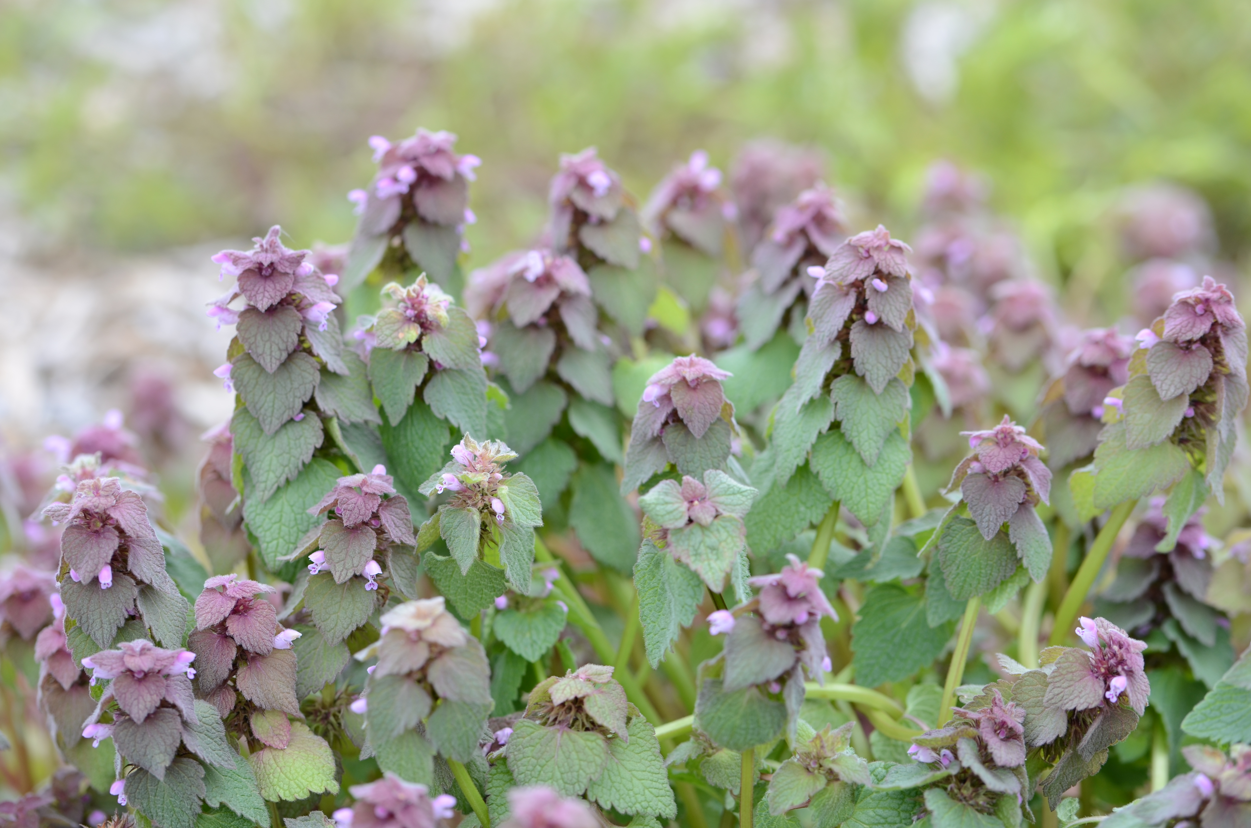 Detail Dead Nettle Image Nomer 5