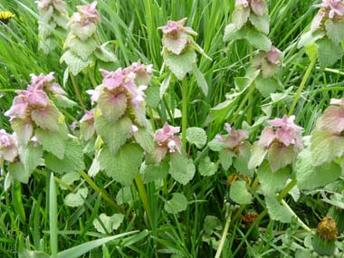 Detail Dead Nettle Image Nomer 42