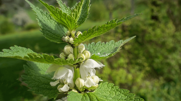 Detail Dead Nettle Image Nomer 43