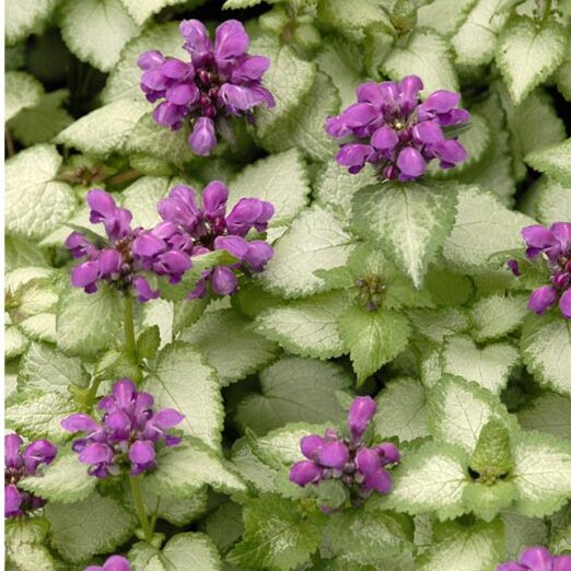 Detail Dead Nettle Image Nomer 44