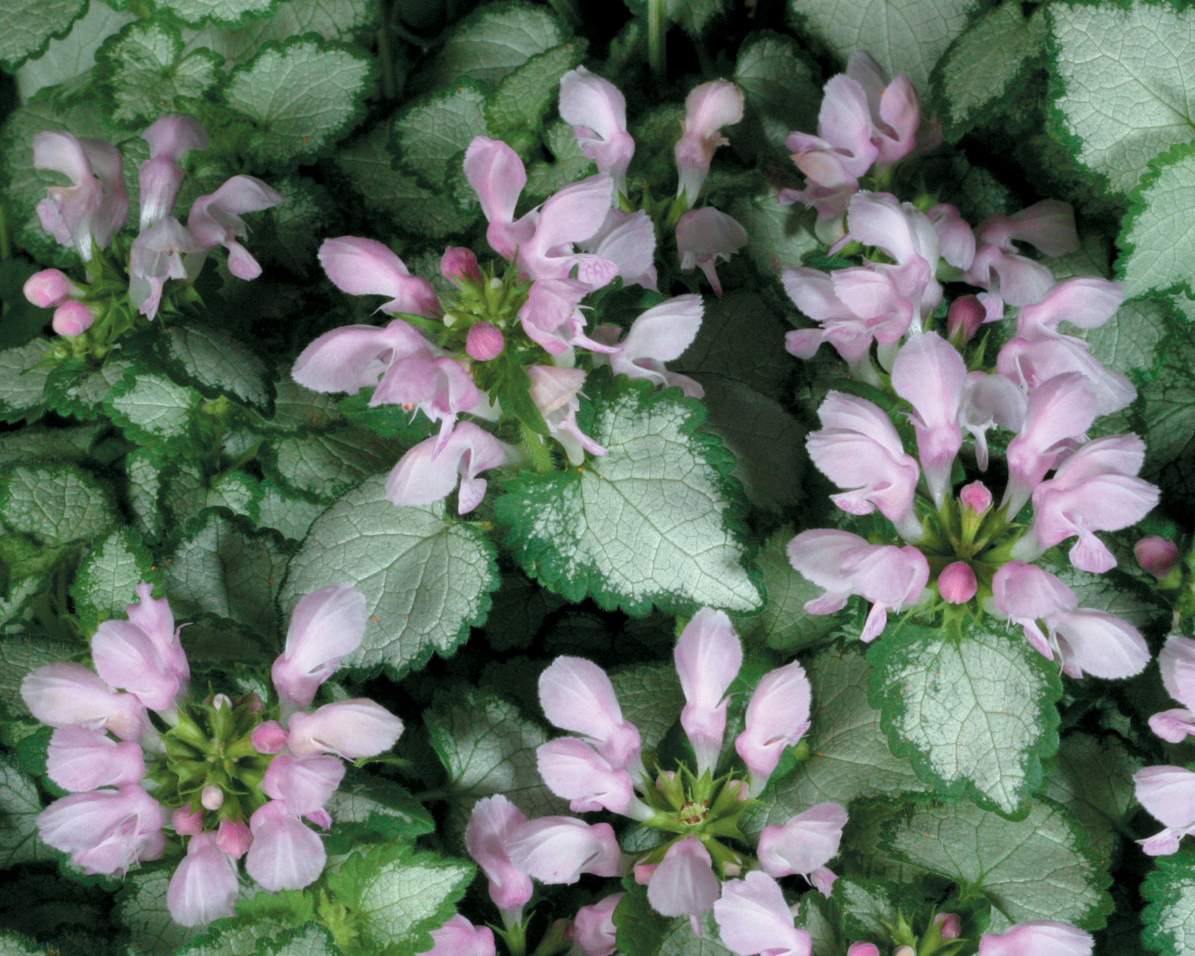 Detail Dead Nettle Image Nomer 47