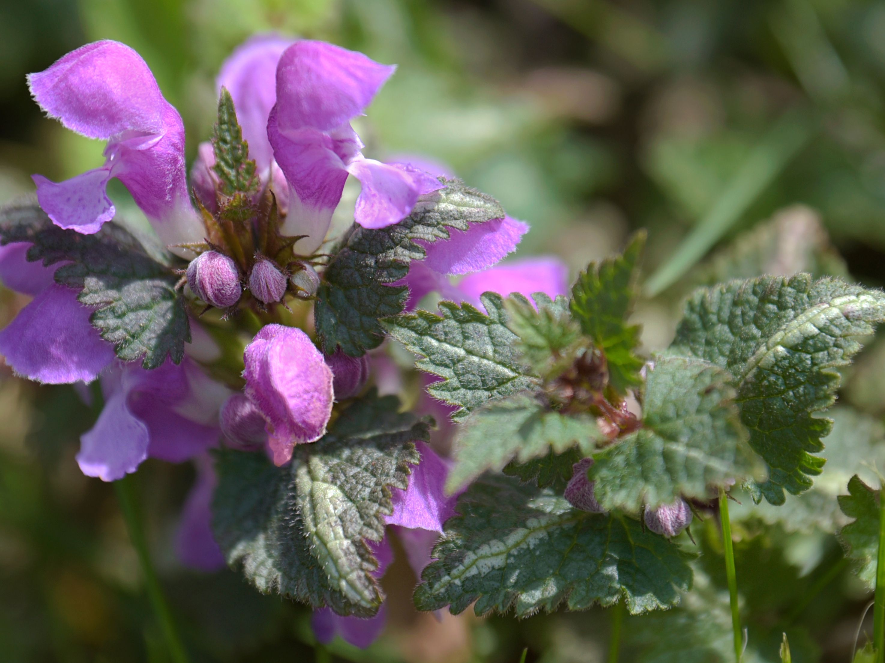 Detail Dead Nettle Image Nomer 6